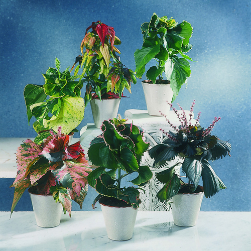 Acalypha Euphorbiaceae (6240)
