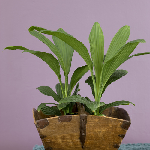 Carludovica Cyclanthaceae (7841)