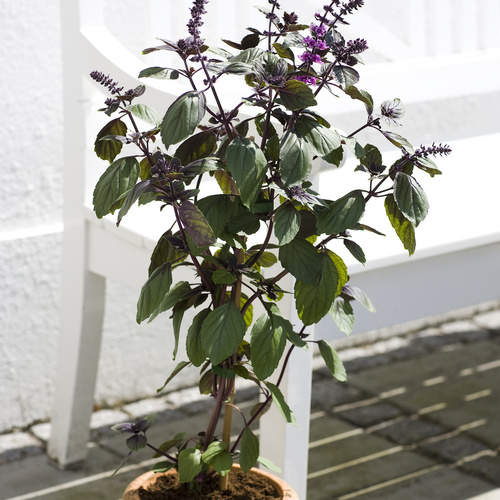 Mentha Lamiaceae (11627)