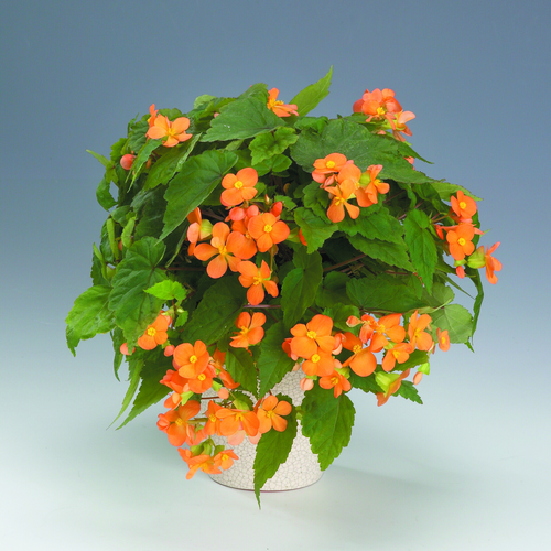 Begonia Begoniaceae (7077)