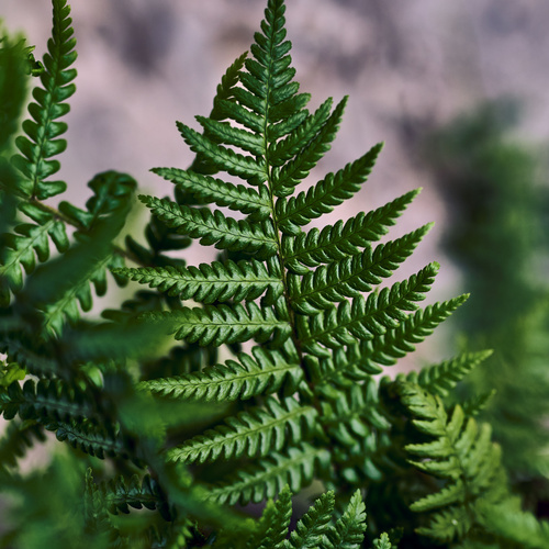 Dryopteris Dryopteridaceae (440262)