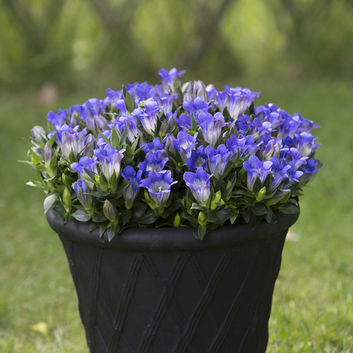 Gentiana Gentianaceae (9727)