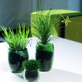 24_sagina_carex_acorus_bolia.tif