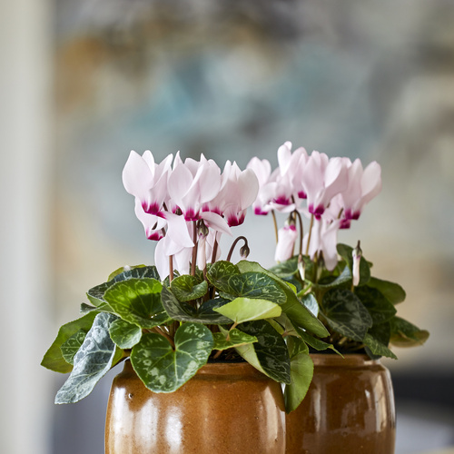 Cyclamen Primulaceae (305090)