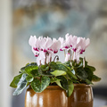 Cyclamen_persicum_20191126__2_.JPG