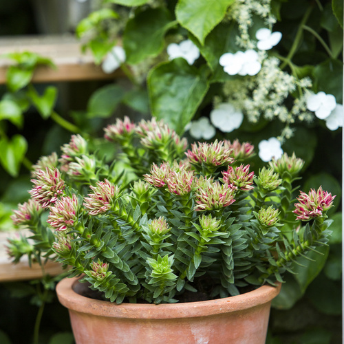 Crassula Crassulaceae (8323)