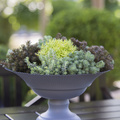 Sedum_hakoense_Rupestre_Ochroleucum-2014-8.JPG