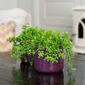 20120614WF9R0073-Peperomia_Deppeana.jpg