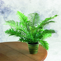 2202a-blechnum gib.tif