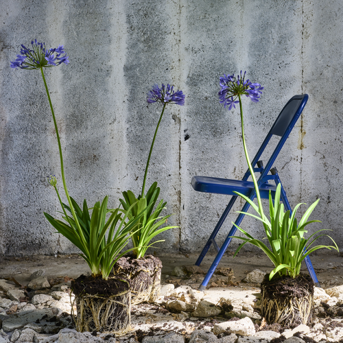 Agapanthus Alliaceae (409047)