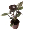 Anthurium_Black_love_-_LUNDAGER.jpg