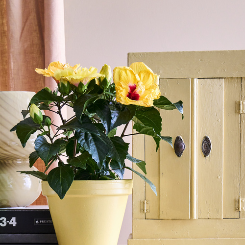 Hibiscus Malvaceae (441315)