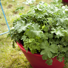 billede af Pelargonium