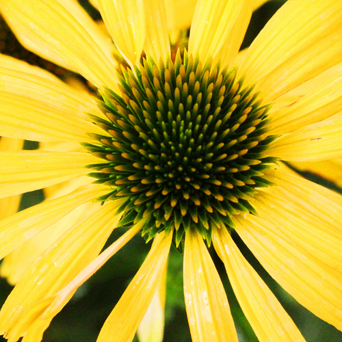 Echinacea Asteraceae (8918)