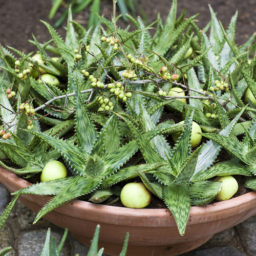 Aloe Asphodelaceae (6419)