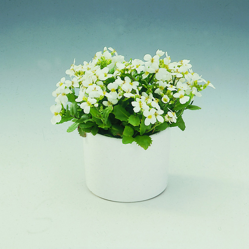 Arabis Cruciferae (6604)