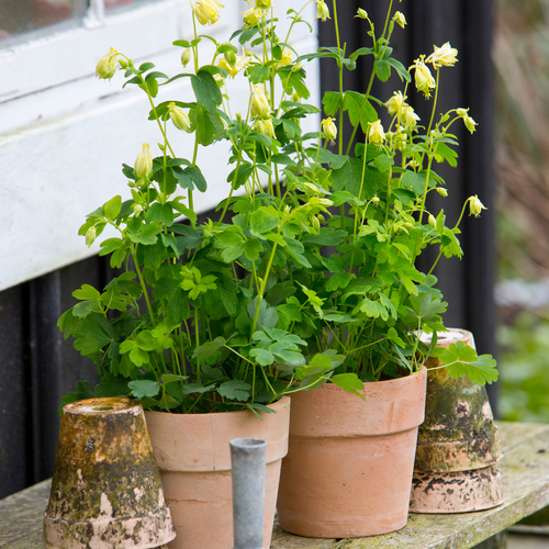 Aquilegia Ranunculaceae (6571)