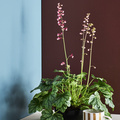Broloekke_-_Heuchera__6_.jpg
