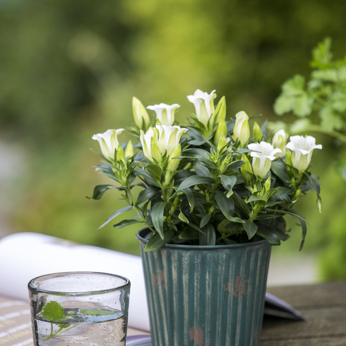 Gentiana Gentianaceae (9744)