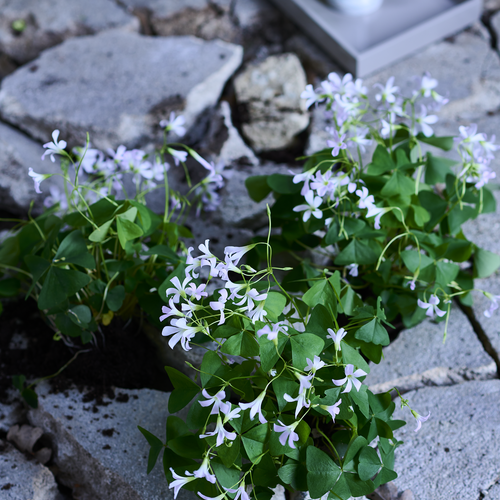 Oxalis Oxalidaceae (409067)