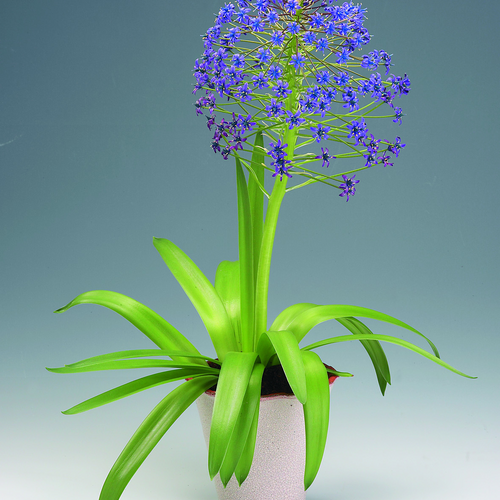 Scilla Liliaceae (14510)