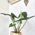 Alocasia_zebrina_20191126.JPG