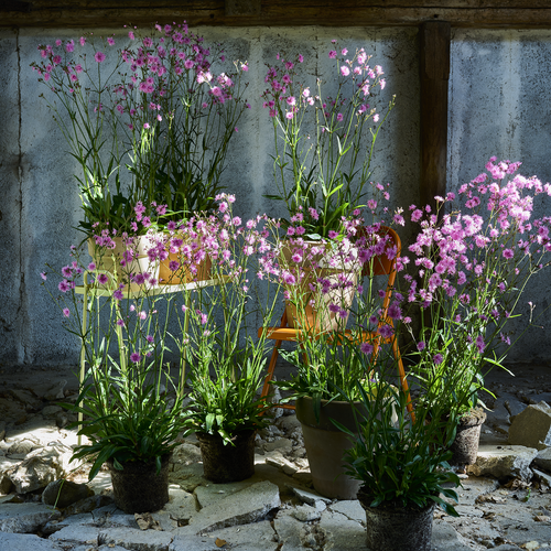 Lychnis Nellikefamilien (412659)