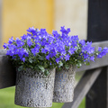 Campanula_cochleariifolia_Spring_Bell_Blue_01.jpg