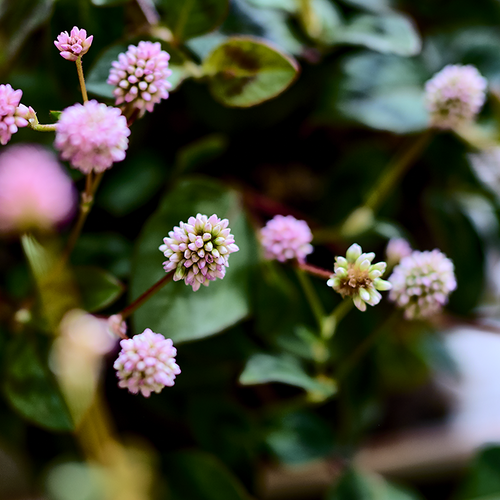 Persicaria Polygonoideae (412650)