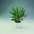 812-pachypodium-l.tif