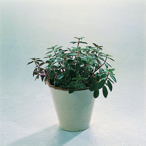 Peperomia Piperaceae (12464)