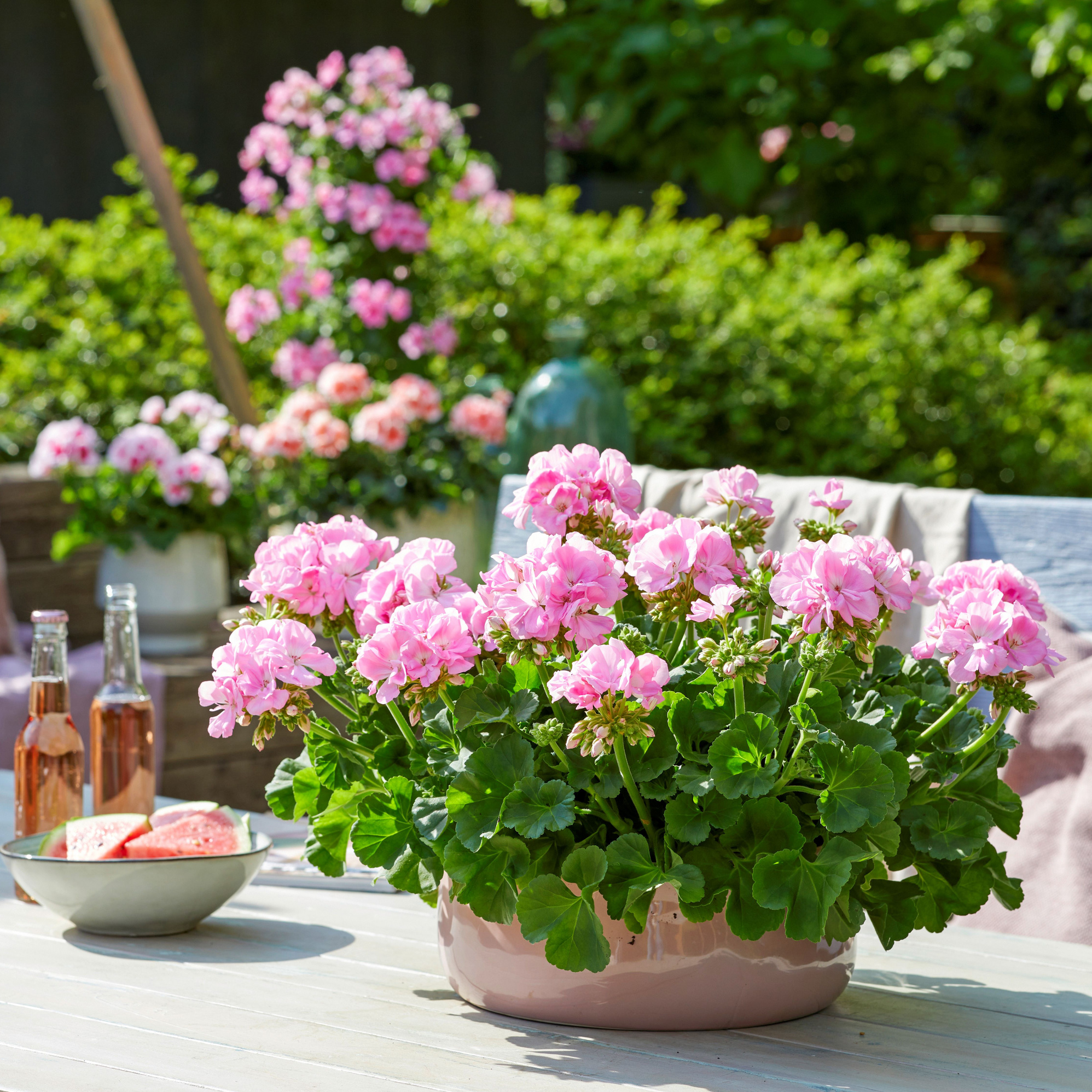 Rundbladede pelargonier 