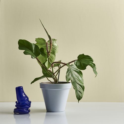 Philodendron Araceae (420688)