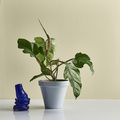 Svend_Nielsen_-_Philodendron_squamiferum1.jpg