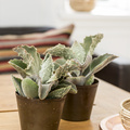 Kalanchoe_Tomentosa_201405151G8A3211.JPG