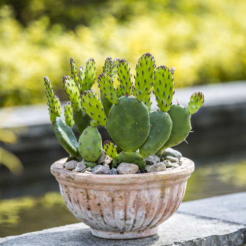 Cactus Cactaceae (7274)