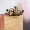 Mammillaria-20140922Y61A1273.JPG