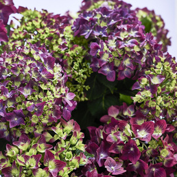 billede af Hydrangea