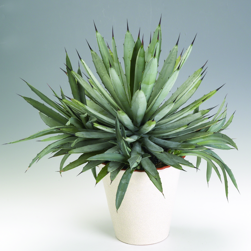 Agave Agavaceae (6352)