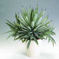 Agave macroacantha2.tif