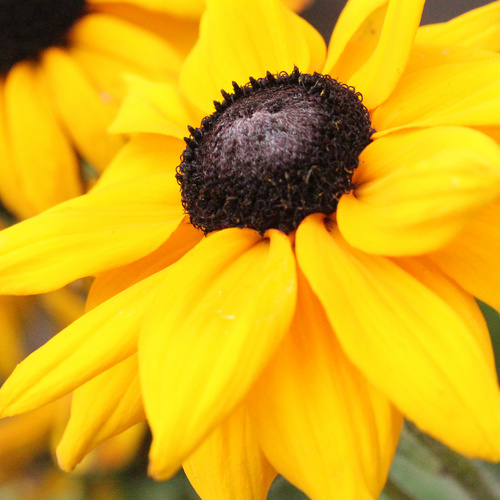 Rudbeckia Compositae (14111)