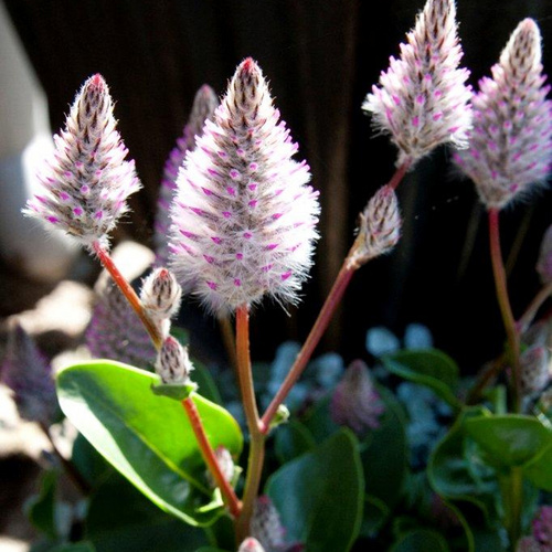 Ptilotus Amaranthaceae (13130)