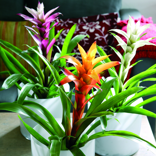 Guzmania Bromeliaceae (9870)