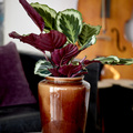 Calathea_shine_star_20191126.JPG