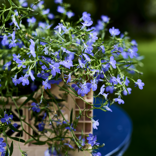 Lobelia Lobeliaceae (412765)