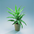 427b_dracaena_sanderiana.tif