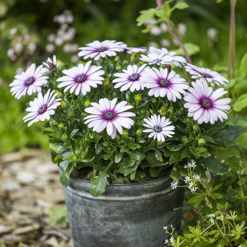 Osteospermum Asteraceae (12048)