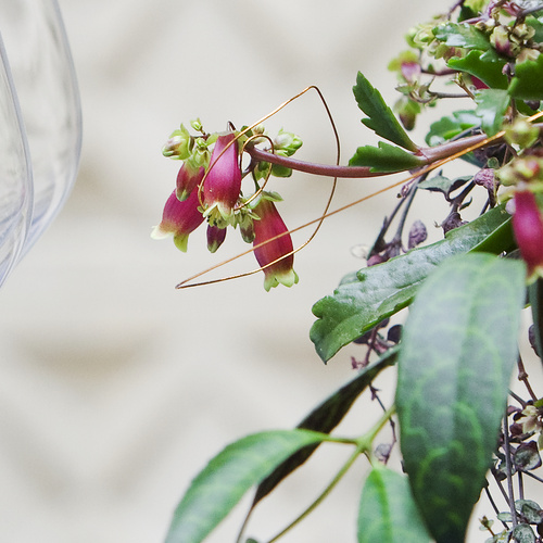 Aeschynanthus Gesneriaceae (6329)