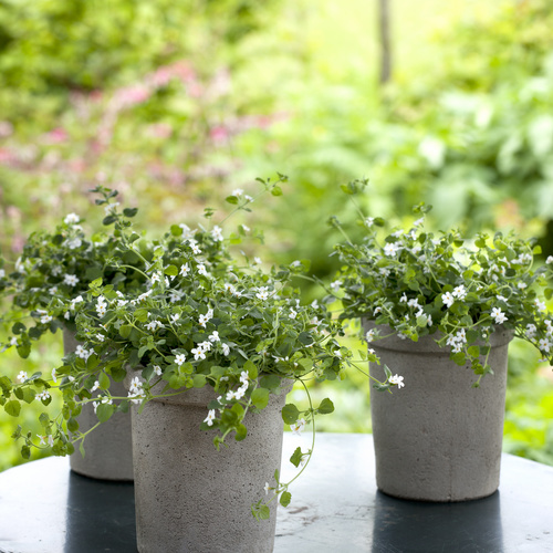 Bacopa Scrophulariaceae (6901)