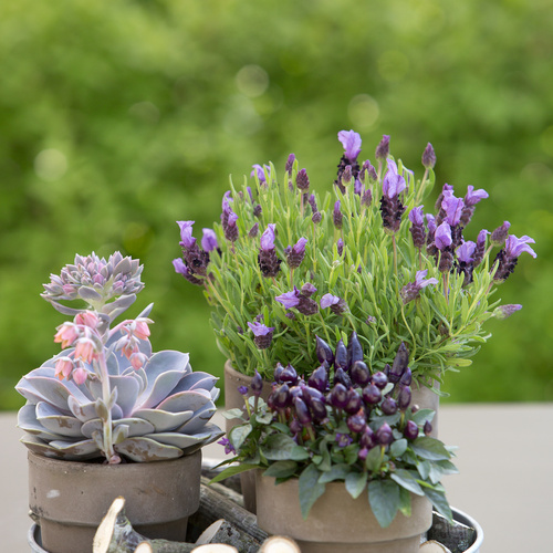 Lavandula_Echeveria_Capsicum.JPG